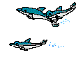 Dolphins swimming.